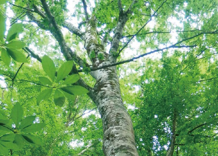 ブナコランプは環境に貢献します